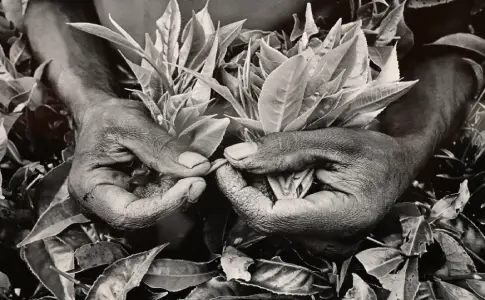 exposition salgado mairie de paris christelle lefresne (1)