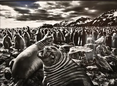 exposition salgado mairie de paris christelle lefresne