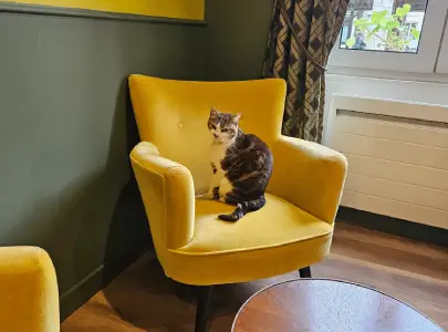 hôtel du cygne val de loire le chat théo christelle lefresne