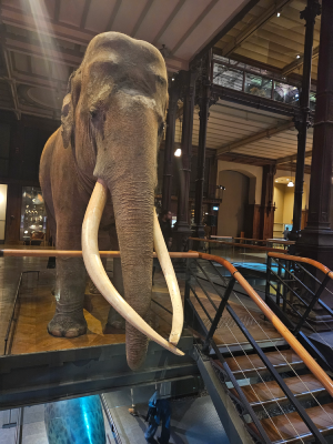grande galerie de l'évolution paris animaux évolution biodiversité christelle lefresne (2)