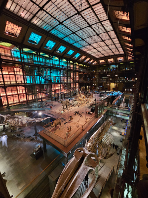grande galerie de l'évolution paris animaux évolution biodiversité christelle lefresne (3)