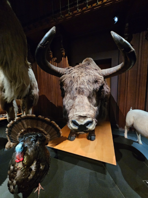 grande galerie de l'évolution paris animaux évolution biodiversité christelle lefresne (4)