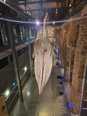 grande galerie de l'évolution paris animaux évolution biodiversité christelle lefresne (6)