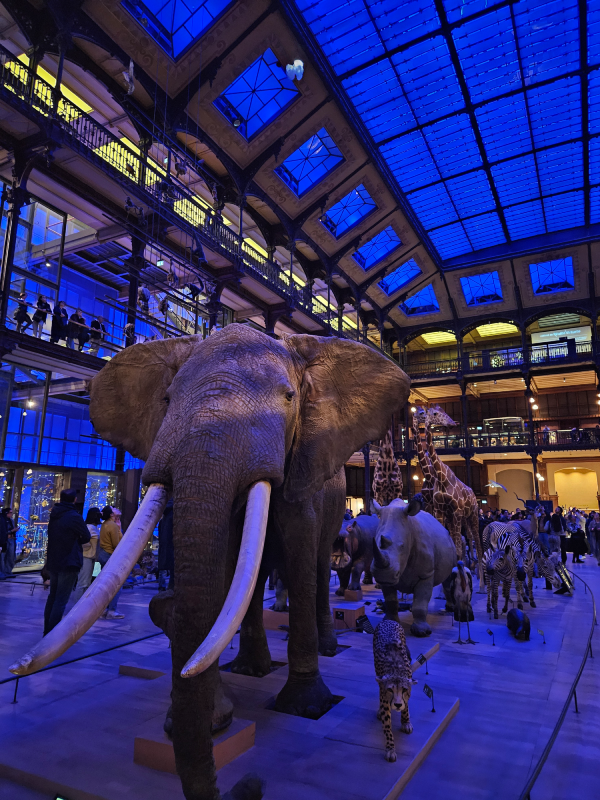 grande galerie de l'évolution paris animaux évolution biodiversité christelle lefresne