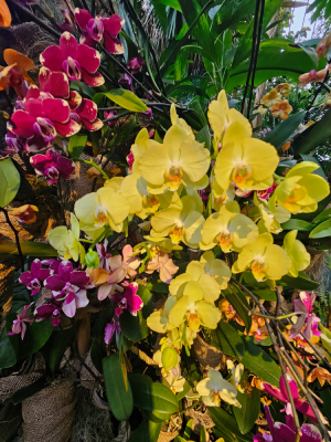 mille et une orchidées grandes serres du jardin des plantes fleurs expostion christelle lefresne (1)