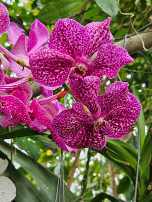 mille et une orchidées grandes serres du jardin des plantes fleurs expostion christelle lefresne (2)