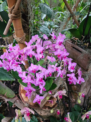 mille et une orchidées grandes serres du jardin des plantes fleurs expostion christelle lefresne (3)