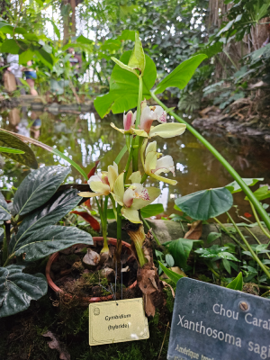 mille et une orchidées grandes serres du jardin des plantes fleurs expostion christelle lefresne (4)