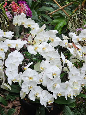 mille et une orchidées grandes serres du jardin des plantes fleurs expostion christelle lefresne (5)