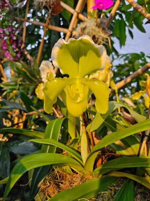 mille et une orchidées grandes serres du jardin des plantes fleurs expostion christelle lefresne (7)