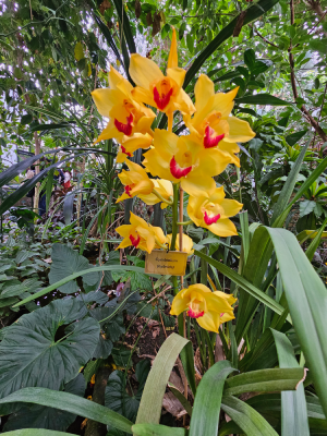 mille et une orchidées grandes serres du jardin des plantes fleurs expostion christelle lefresne (8)