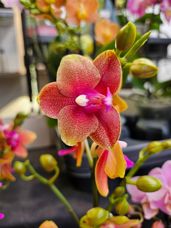 mille et une orchidées grandes serres du jardin des plantes fleurs expostion christelle lefresne
