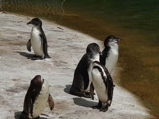 zoo parc de beauval nature animaux respect christelle lefresne