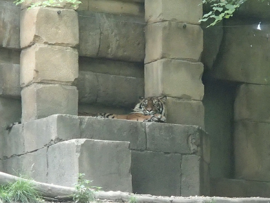 zoo parc de beauval nature animaux respect protection christelle lefresne (1)