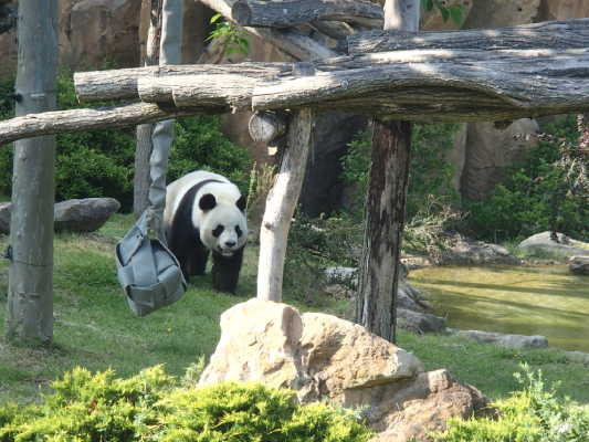 zoo parc de beauval nature animaux respect protection christelle lefresne (2)
