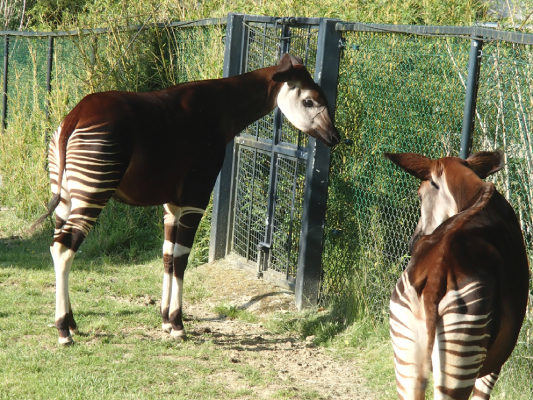 zoo parc de beauval nature animaux respect protection christelle lefresne (3)