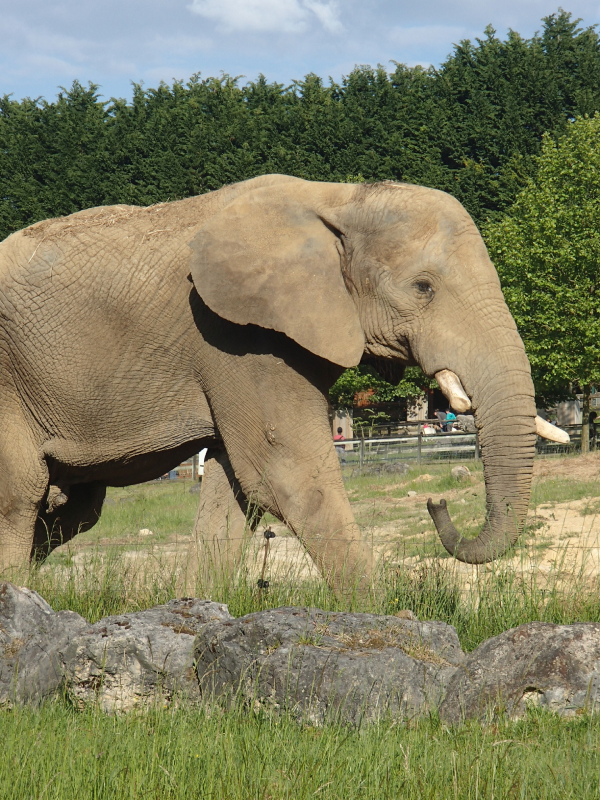 zoo parc de beauval nature animaux respect protection christelle lefresne